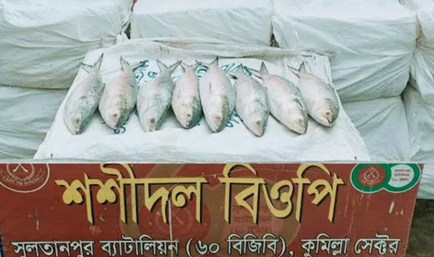 পাচারের সময় ৪৪০ কেজি ইলিশ মাছ জব্দ করেছে বিজিবি